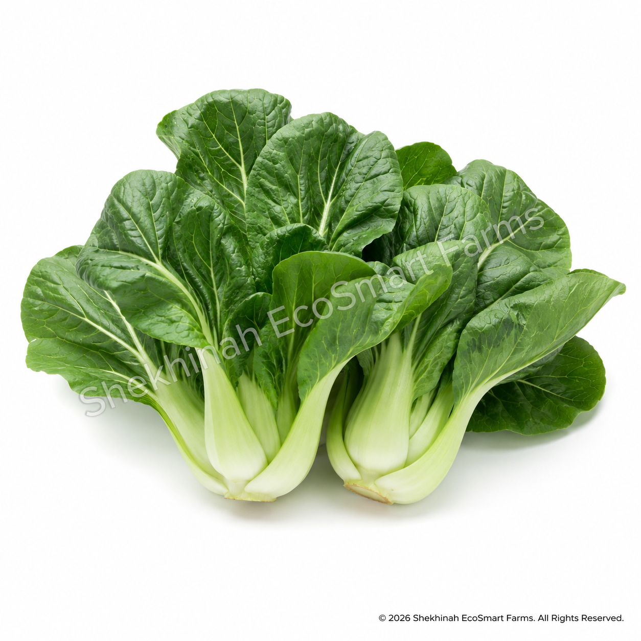 Bok Choy
