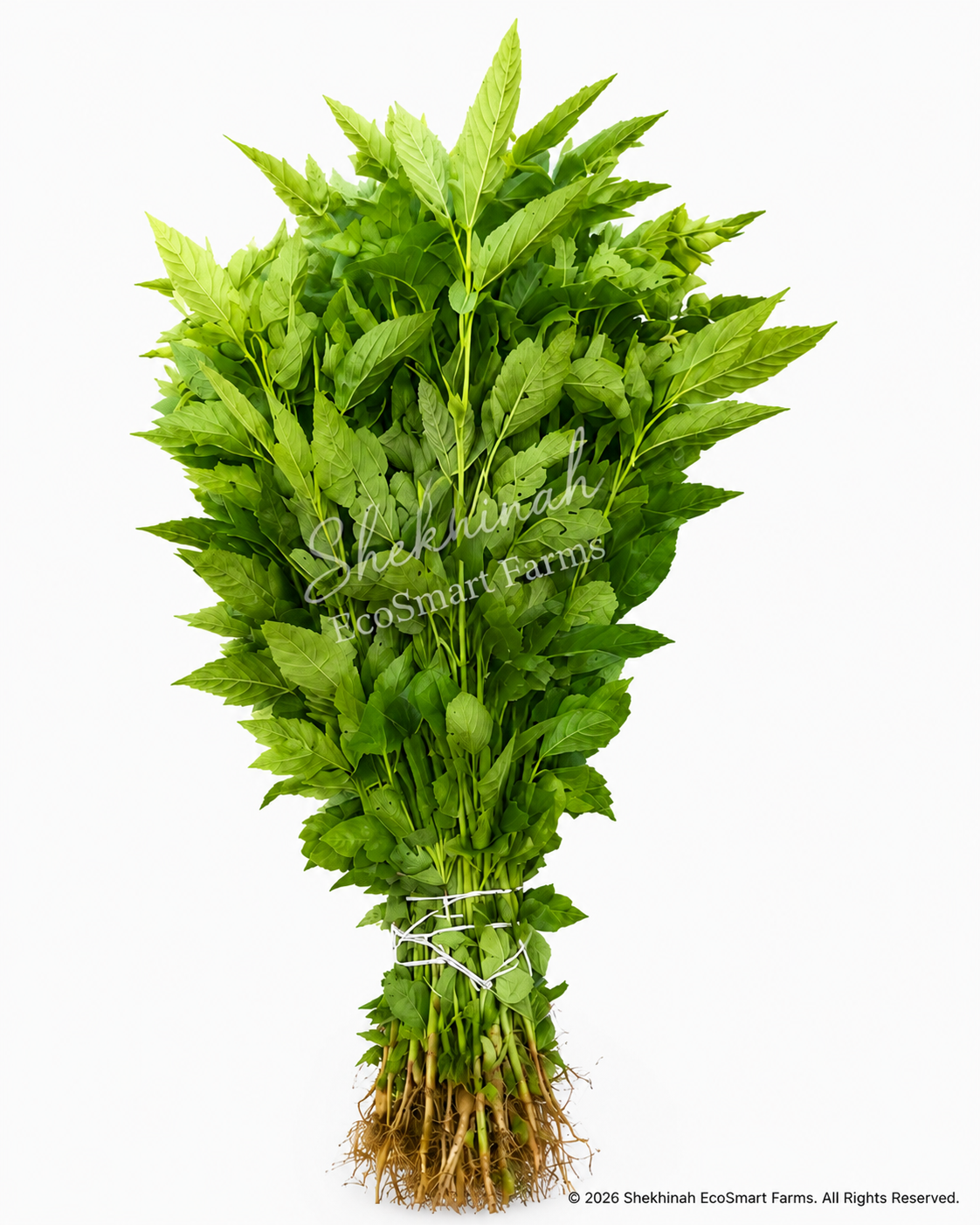 Jute Mallow (Ẹ̀wẹ́dú)