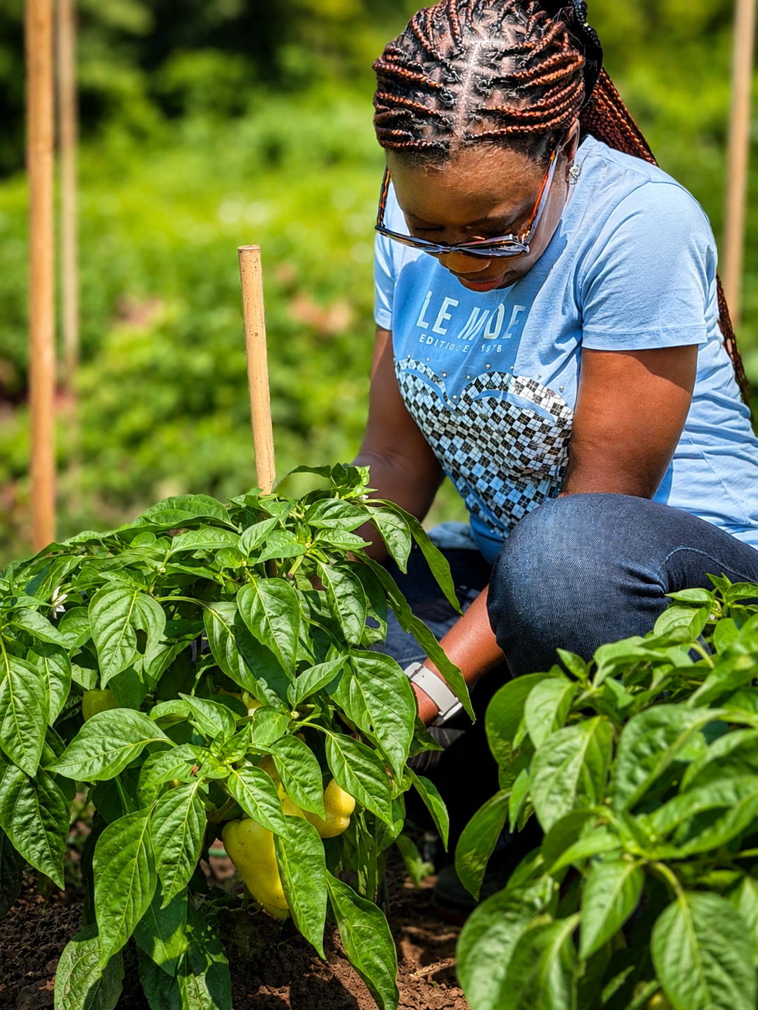 Tending the pepper plants by hand, Guelph.
