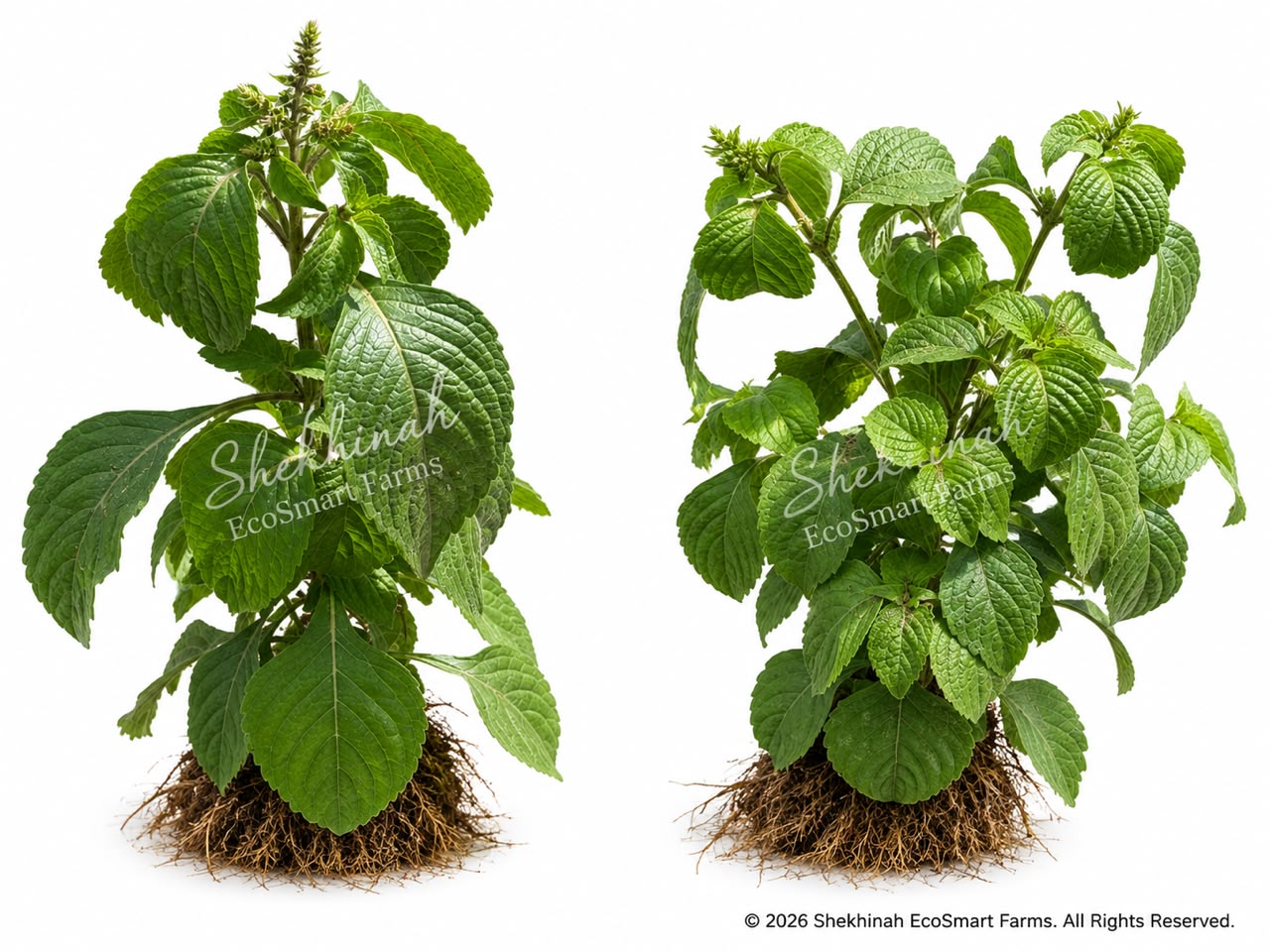 African Basil (Ẹ̀fírín)