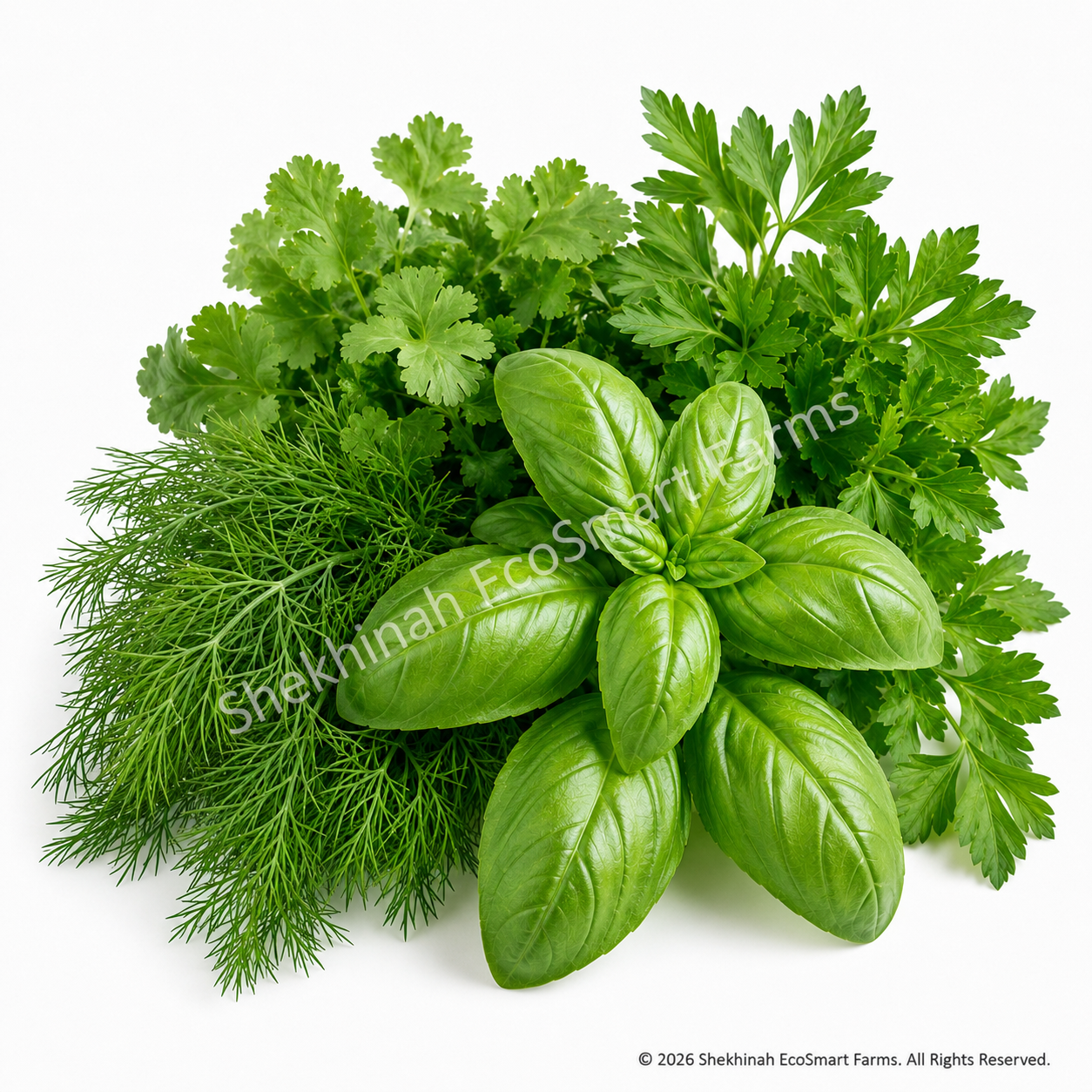 Cilantro
