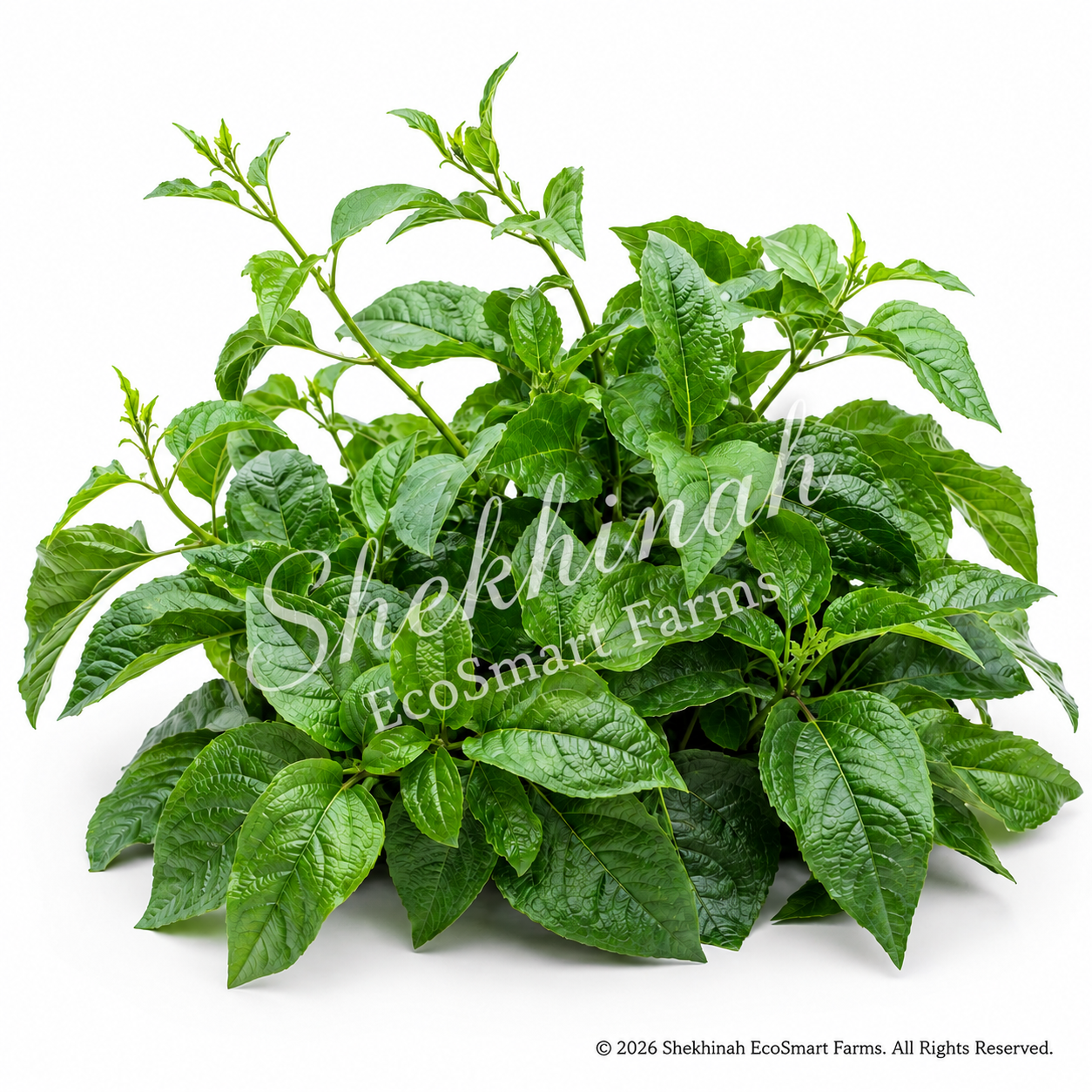 Fluted Pumpkin Leaves (Ụ́gụ́)