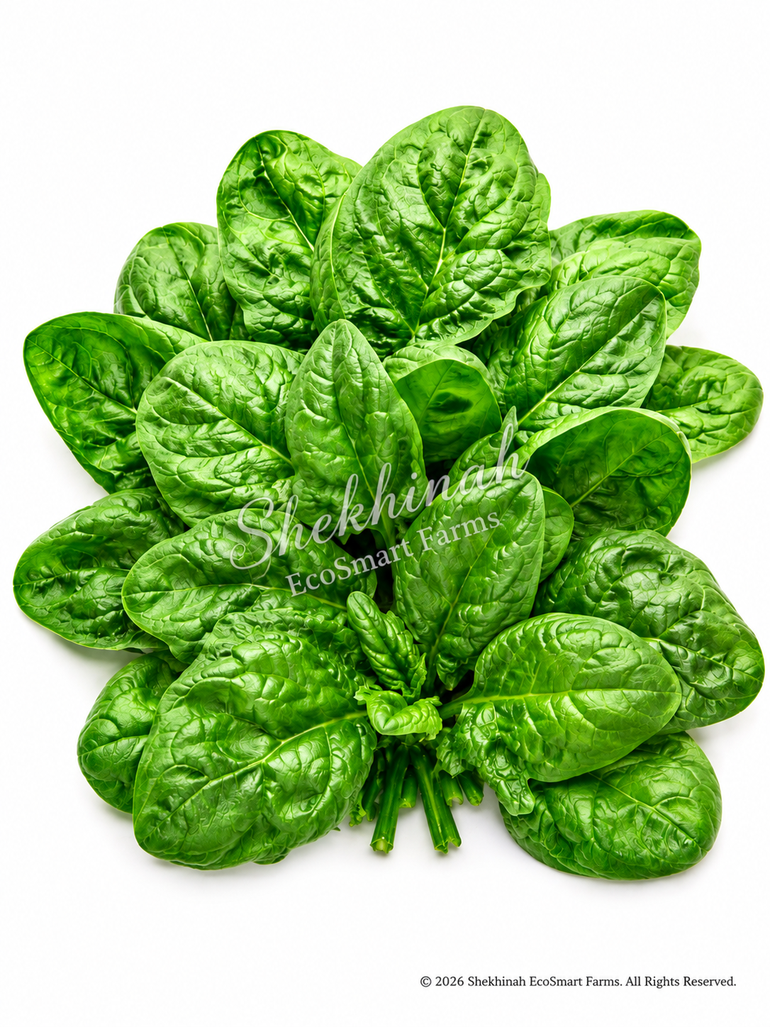 Baby Spinach
