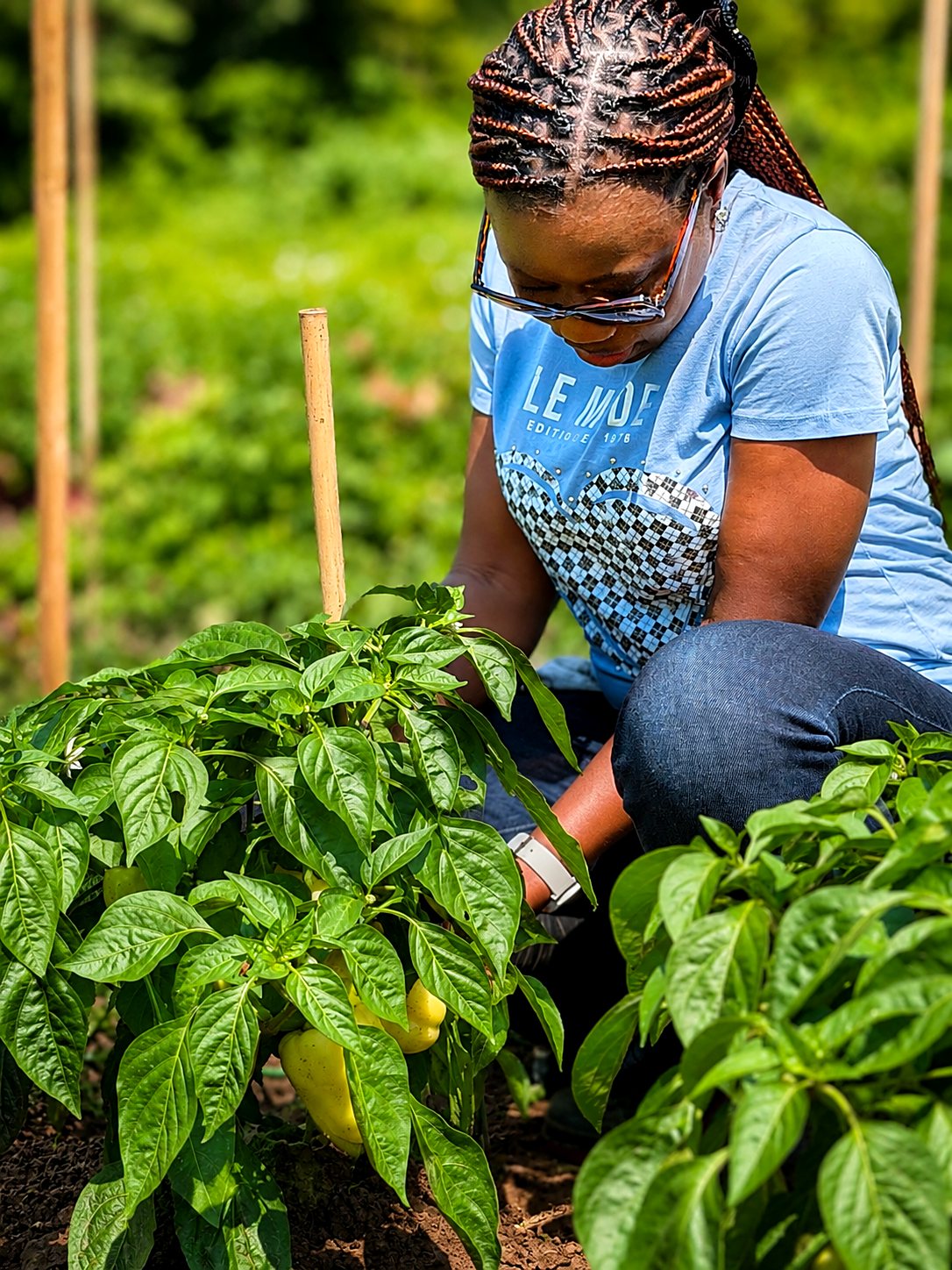 Tending the pepper plants by hand, Guelph