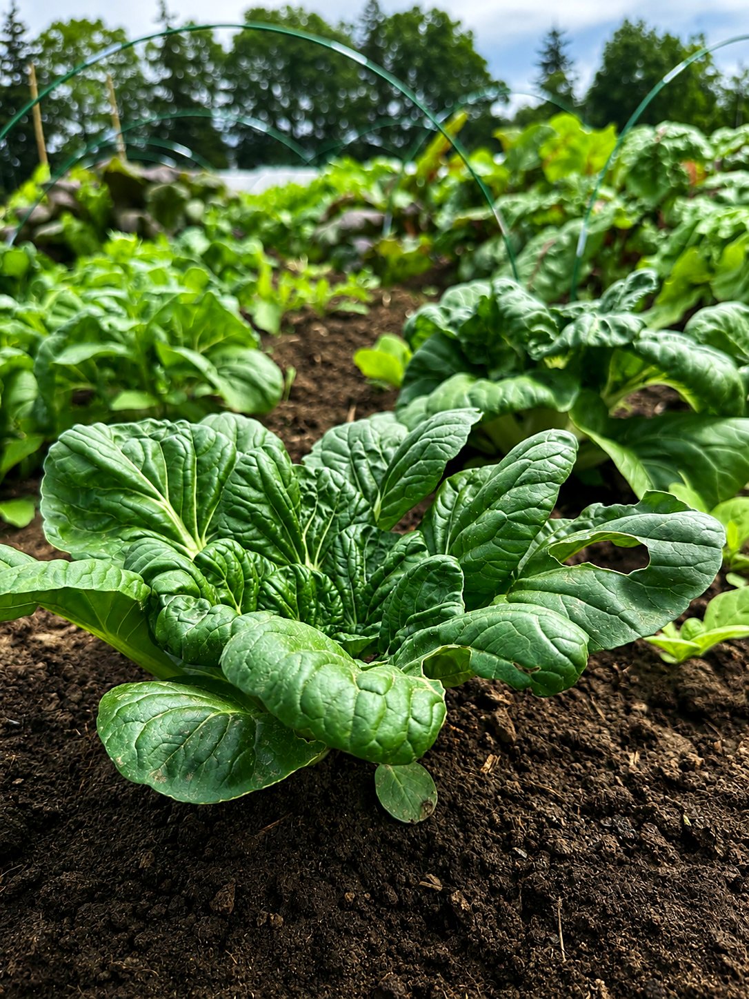 Bok choy rosettes in the field rows