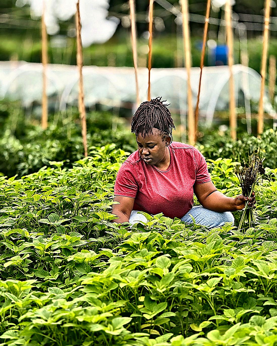 A grower gathering freshly cut greens among the beds