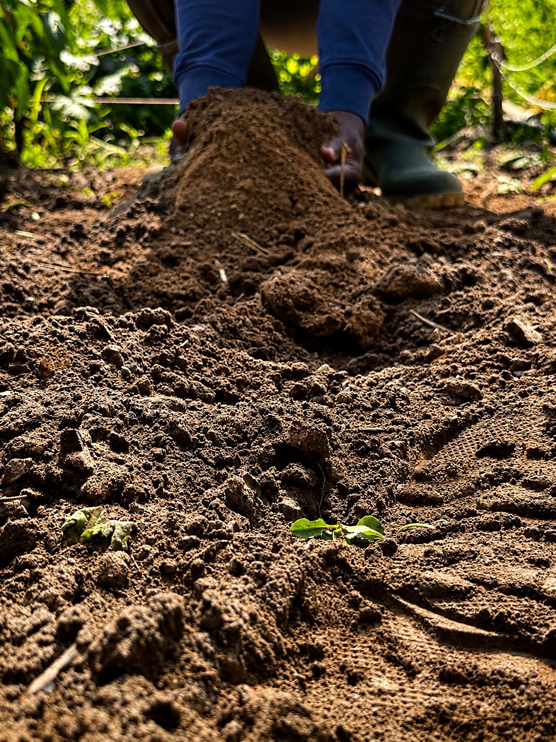 Hands mounding rich, living soil between the beds