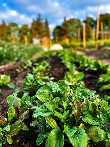 Rows of young leafy plants filling in the bed