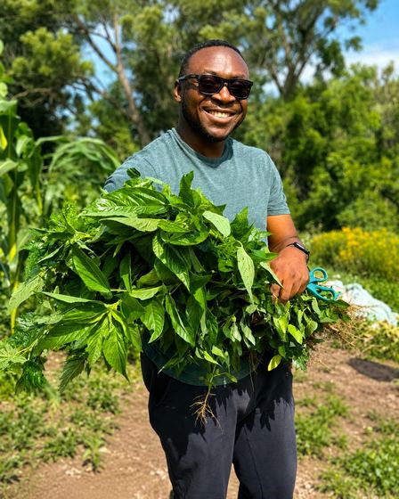 A grower carrying an armful of freshly cut leaves