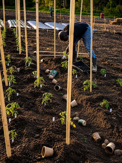 Hands setting seedlings into staked rows at golden hour