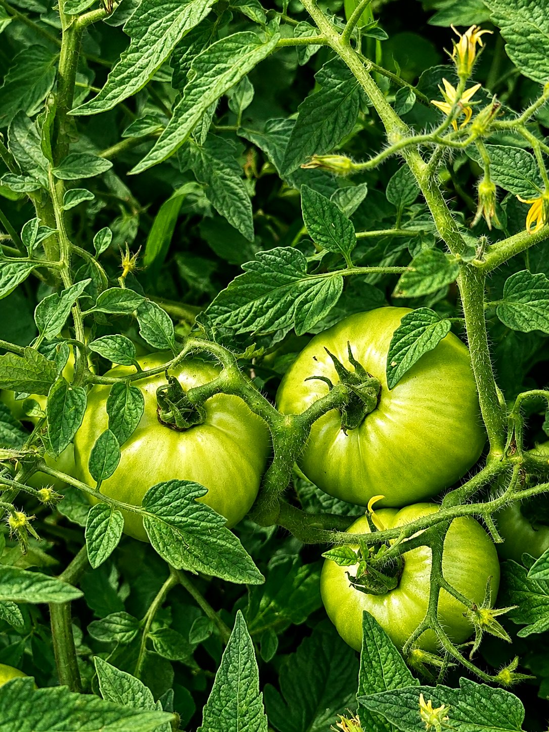 Green tomatoes ripening on the vine